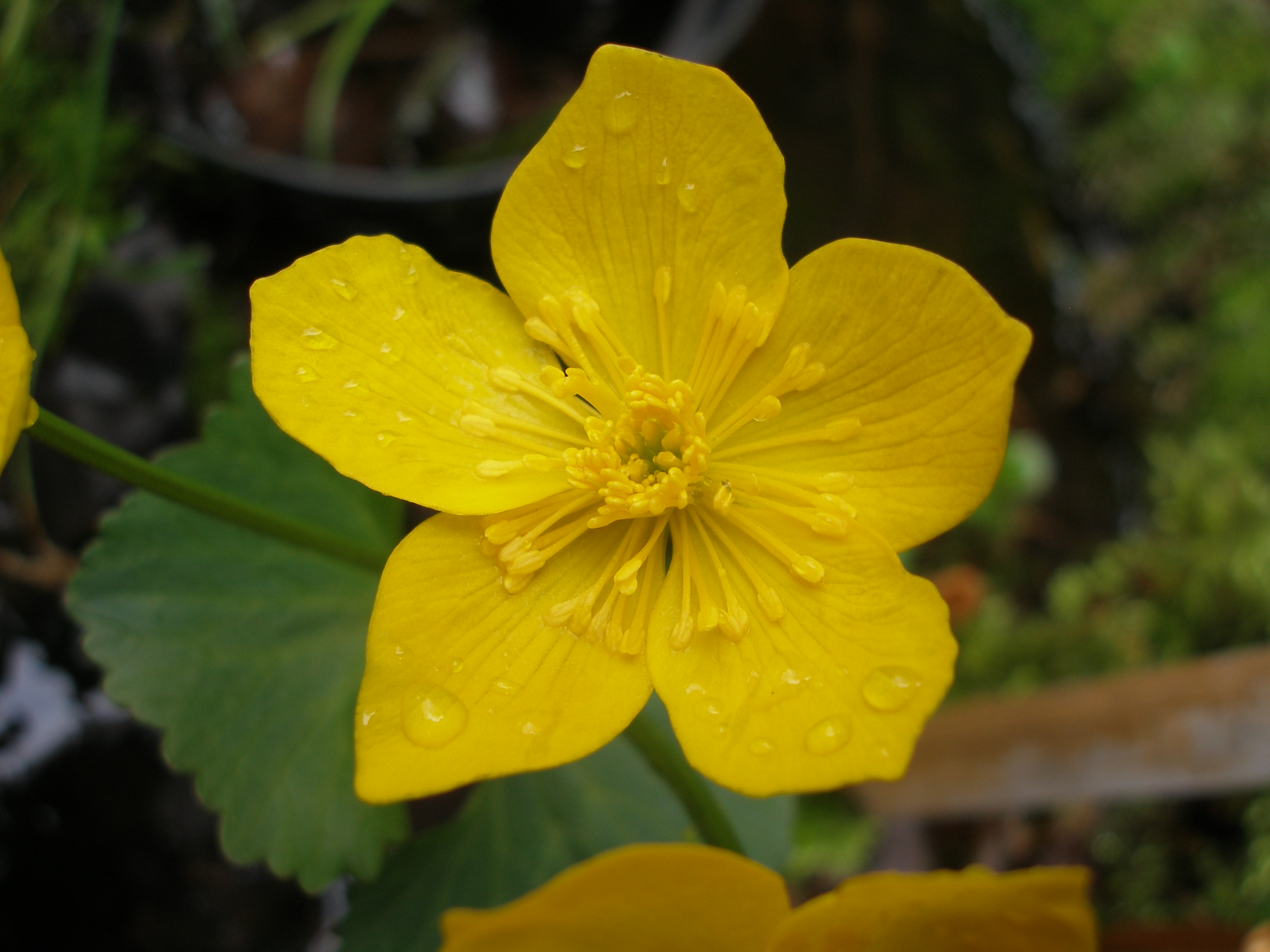 Geschiedenis bloem